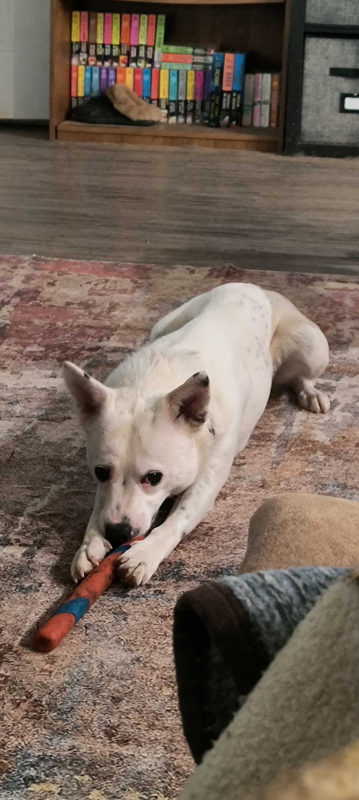 Honey (Female)