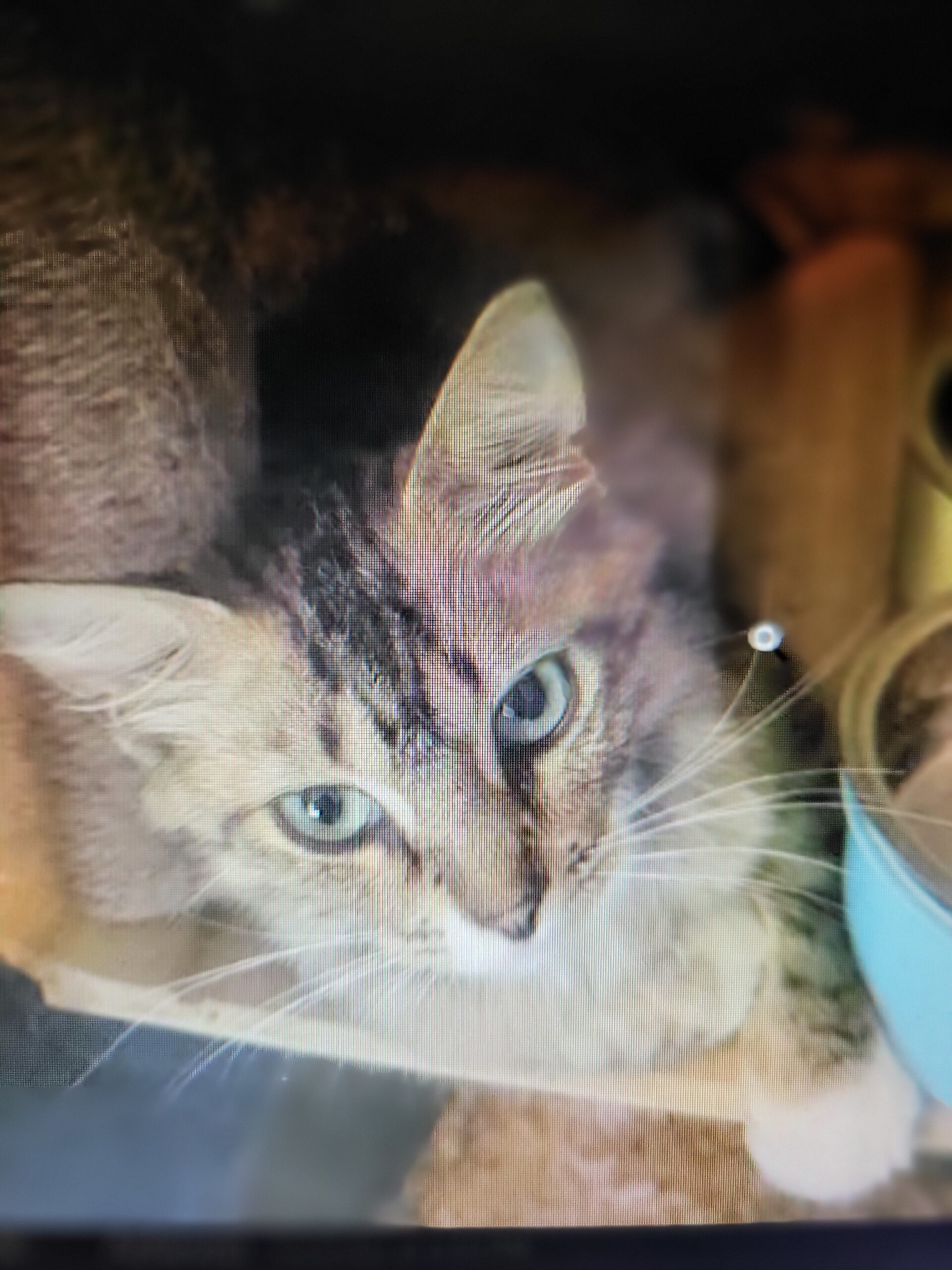 Honey Biscuits (Female)